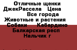 Отличные щенки ДжекРассела › Цена ­ 50 000 - Все города Животные и растения » Собаки   . Кабардино-Балкарская респ.,Нальчик г.